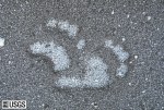 Image, click to enlarge