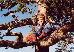 Oppe i ei Furu på Djervfjellet, 2002